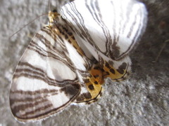 Callabraxas compositata