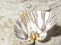 Callabraxas compositata