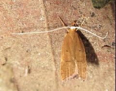 Lecitholaxa thiodora