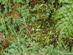 Corybas rivularis