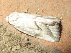 Phyllophila obliterata