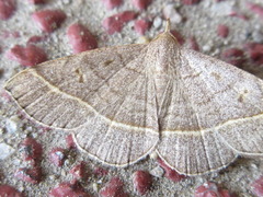 Paracolax trilinealis