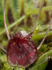 Corybas rivularis