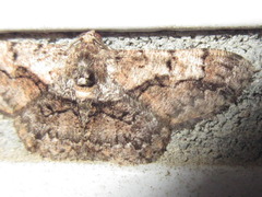 Satoblephara parvularia
