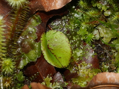 Corybas rivularis