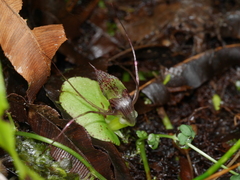 Corybas rivularis