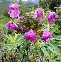 Pedicularis megalantha