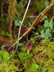 Corybas rivularis