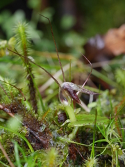 Corybas rivularis