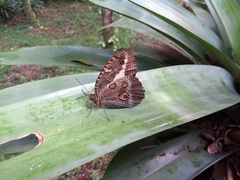 Dasyophthalma creusa