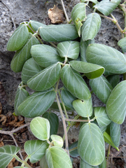 Canavalia sericea