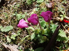 Pedicularis megalantha