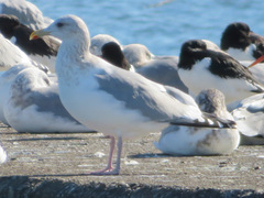 Larus argentatus vegae