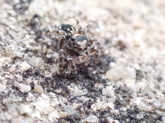 Salpesia