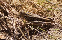 Austroicetes