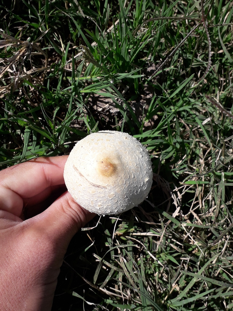 Chlorophyllum hortense