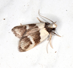 Eulechria triferella