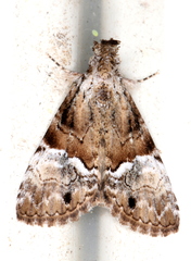 Alophosoma emmelopis
