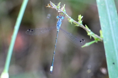 Lestes sigma
