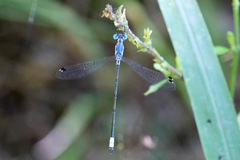 Lestes sigma