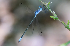 Lestes sigma