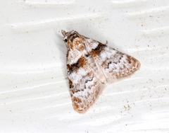 Nola euraphes