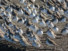 Calidris alpina