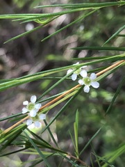 Baeckea linifolia