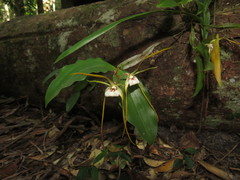 Dendrobium tetragonum