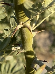 Olneya tesota
