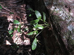 Dendrobium tetragonum