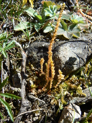 Selaginella helvetica