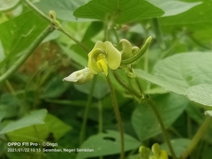 Vigna angularis angularis