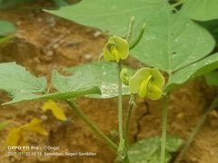 Vigna angularis angularis