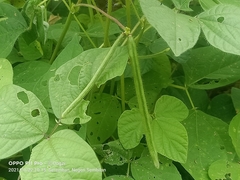 Vigna angularis angularis