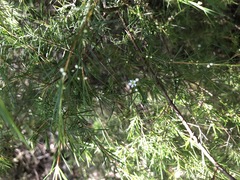 Baeckea linifolia