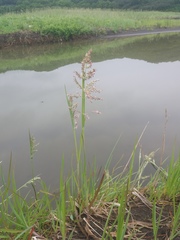 Poa eminens