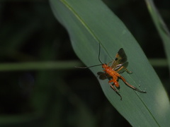 Braconinae