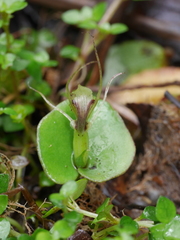 Corybas dienemus