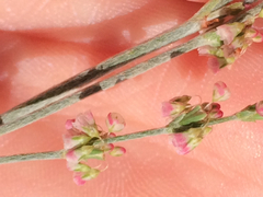 Eriogonum polycladon