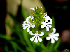 Goodenia scapigera