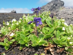 Veronica grandiflora