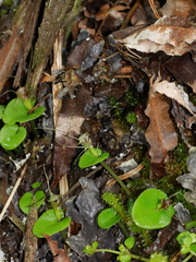 Corybas dienemus