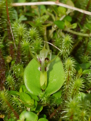Corybas dienemus