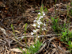 Goodenia scapigera