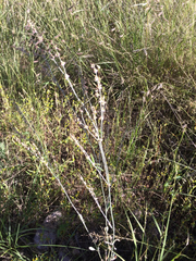 Eriogonum polycladon