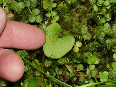 Corybas dienemus