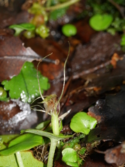 Corybas dienemus