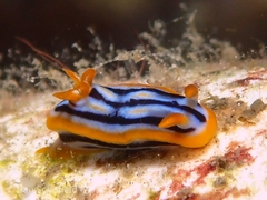 Chromodorididae