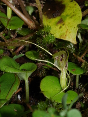 Corybas dienemus
